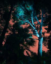 Wildfires of Palermo