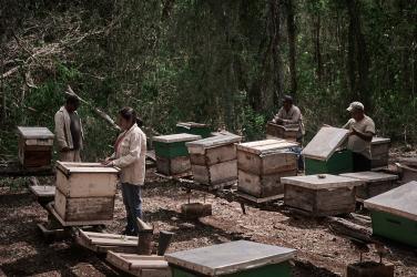 Massive Pesticide Poisoning of Beehives