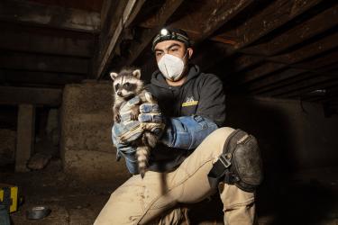 Raccoon Relocation