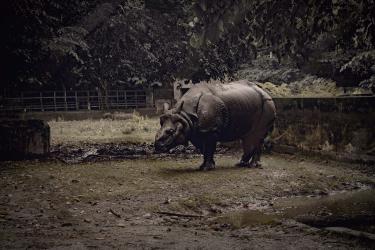 Rhinos in Captivity: The Hidden Struggles