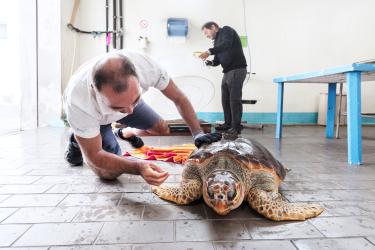 Leonessa the Loggerhead Sea Turtle Survivor