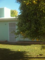 Lemon Tree in the Front Yard