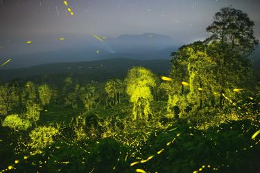 A Valley of Fireflies