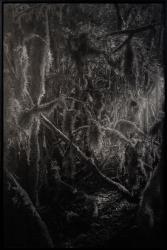 A pure spirit grows beneath the bark of stones / Contemporary forests / The spirit of the forest