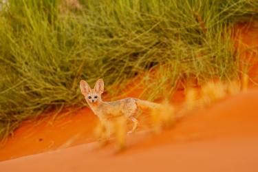 Fennec Prefers The Sandy Desert