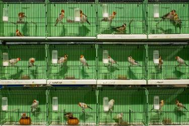 © Federico Borella, Italy, Finalist, Professional competition, Wildlife & Nature, 2022 Sony World Photography Awards	