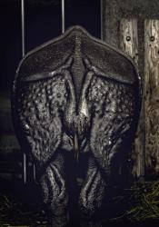 The Crisis of Masculinity (Munich)