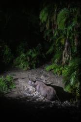 Black Rhino in Flood