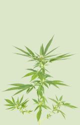 Cannabis Sativa