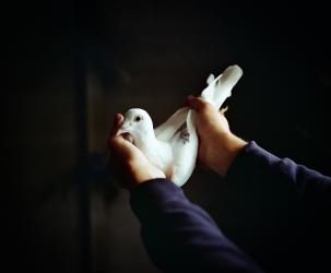 Pigeon In Hands