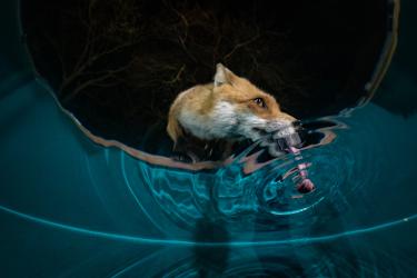 © Milan Radisics, Hungary, Finalist, Professional competition, Wildlife & Nature, 2022 Sony World Photography Awards	