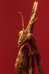 Empusa Pennata's Portrait