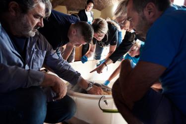 Teamwork between Marine Biologists, Vets and Regional Nature Conservation Officer