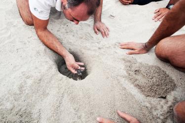A Newborn Sea Turtle Found in its Nest
