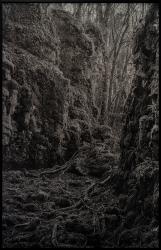 A pure spirit grows beneath the bark of stones / Contemporary forests / The spirit of the forest