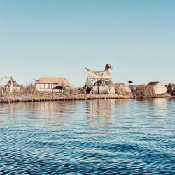 From Cat-tail to Duck