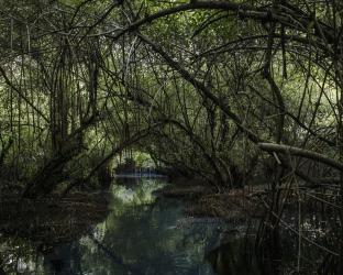 Sacred Voodoo Forest