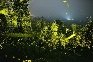 Swarms of Fireflies