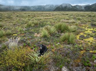 The Gardener of the Mountains