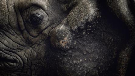 Eyes Wide Shut (Munich)