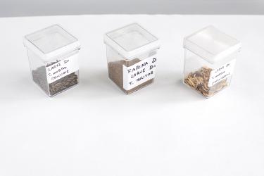 Tenebrio Molitor Dry