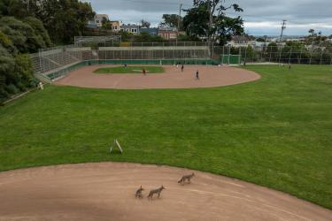 The Coyotes of San Francisco