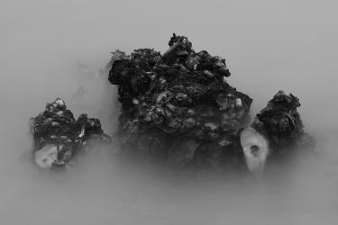 Oyster Mountain