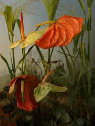 Anthurium andraeanum