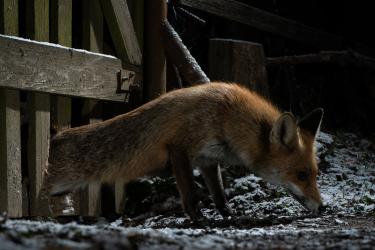 © Milan Radisics, Hungary, Finalist, Professional competition, Wildlife & Nature, 2022 Sony World Photography Awards	