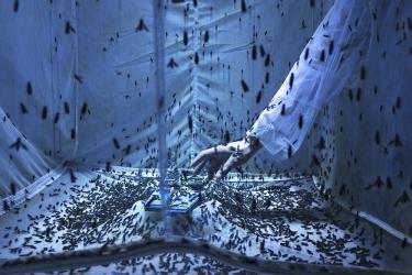 Black Soldier Fly Farm