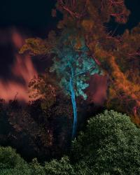 Wildfires of Palermo