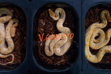 © Federico Borella, Italy, Finalist, Professional competition, Wildlife & Nature, 2022 Sony World Photography Awards	