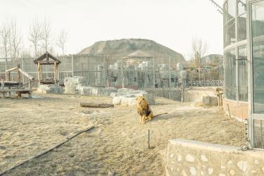 Pretend to Be an Animal