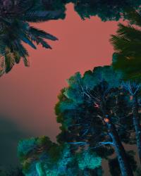 Wildfires of Palermo