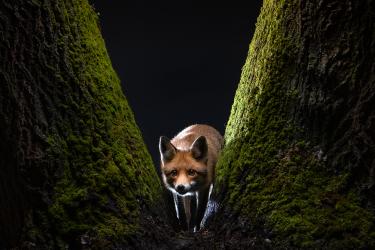 © Milan Radisics, Hungary, Finalist, Professional competition, Wildlife & Nature, 2022 Sony World Photography Awards	