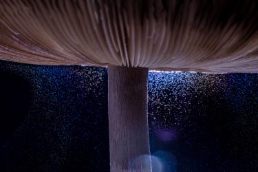 Iridescent Sporulation