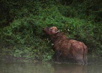 Garden of Eden Mburo