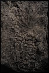 A pure spirit grows beneath the bark of stones / Devonian Forests / Catskill Fossil Forests