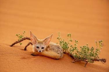 Fennec Fox Lying by a Bush