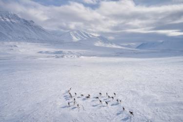 Vanishing Caribou