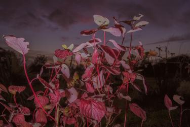 Apocalyptic Afternoon