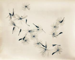 Seed of Meadow Salsify