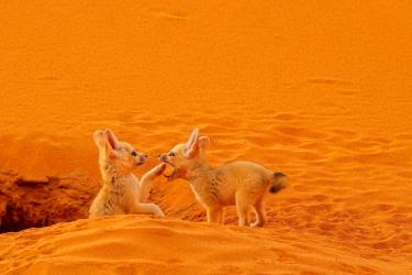 Playing Fennec Pups