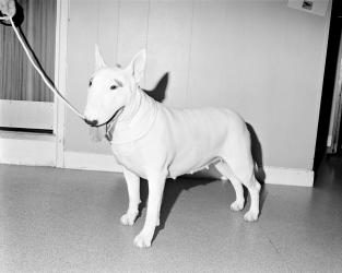 Vataha The Constellation