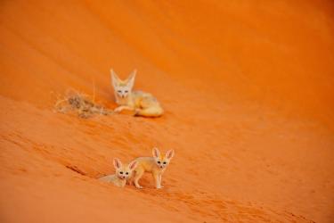 The Fennec Family