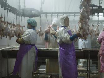 Slaughterhouse assembly line.