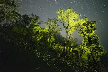 Firefly Swarms and Star Trails