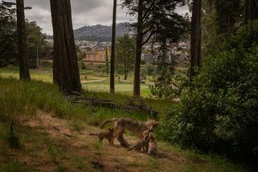 The Coyotes of San Francisco