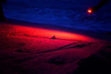 Setting Free a Newborn Loggerhead Sea Turtle