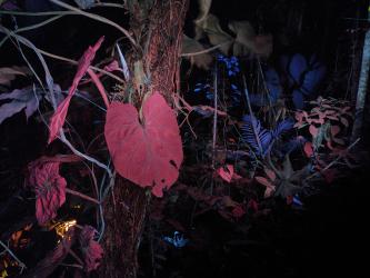 Notes on How to Build a Forest